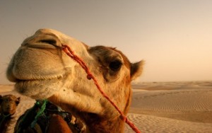 camel picture