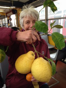 Sheila with giant lemons (and a satsuma and banana for scale)