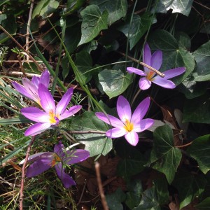 Crocuses on our Amalfi Coast walking holiday