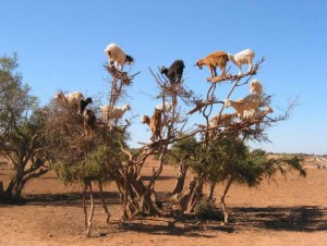 Goats in a tree