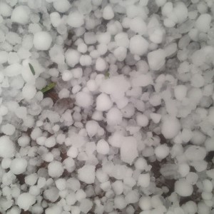 Hail in Gwen's garden