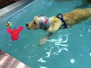 Mungo doing hydrotherapy with his ear protectors