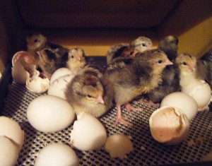 Chicks