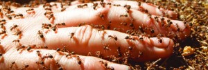 Fire ants