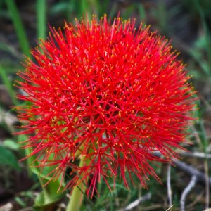 Red Fireball Lily on Kili