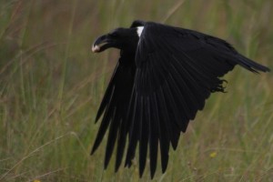 White necked raven