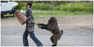 A baboon stealing food from a woman in South Africa