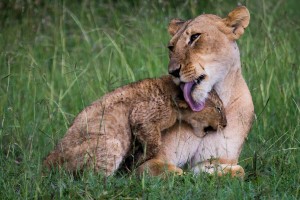 Lioness licking cub