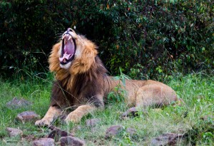 Yawning lion