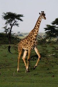 Running giraffe