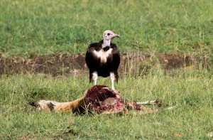 Vulture eating an impala