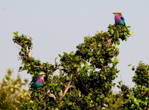 Lilac breasted roller