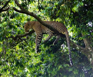 Leopard in a tree