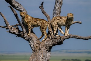 Cheetah brothers in a tree