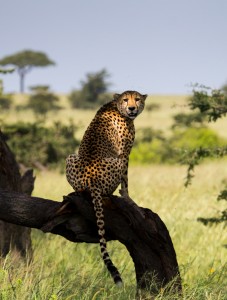 Cheetah having a look back