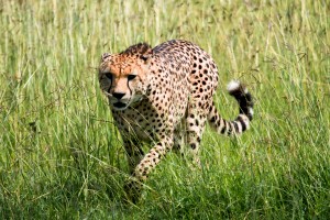 Cheetah stalking through the grass