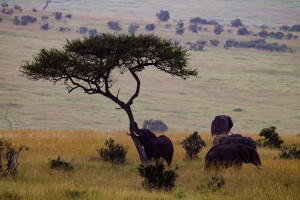 Elephant has an early morning rub