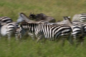 Running Zebra