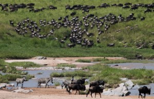 The migrating herd in the Serengeti, taken from Kenya