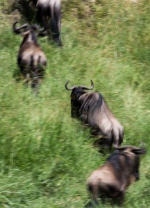 Climbing wildebeest