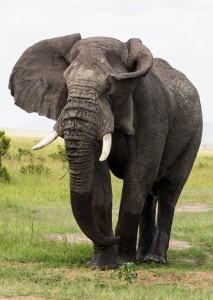 Elephant