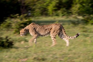 Cheetah stalking from the side