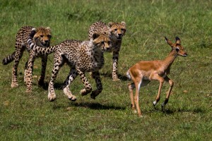 Cheetah cubs try to finish off their mum's quarry