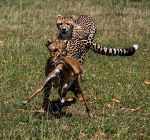 Cheetah cubs (13 months) and impala fawn