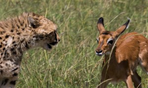 Cheetah and impala