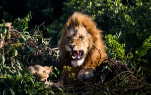 Lion growling in a tree