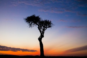 Beautiful tree in the Mara, Kenya