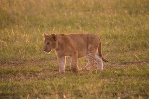 Lion cub