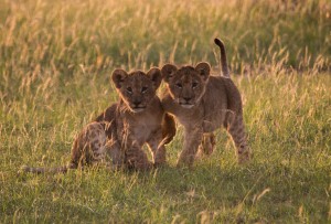 Lion cubs