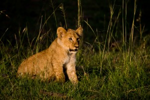 Lion cub