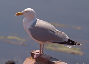 A European Herring Gull, which we refer to as a seagull