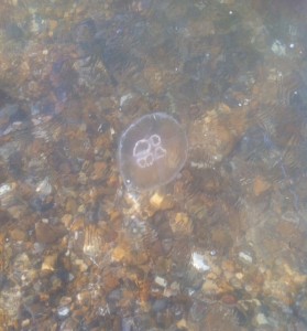 A jellyfish on the beach