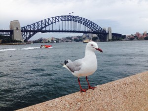 A photo Jae took of a Silver Gull in Sydney - referred to by the locals as a seagull