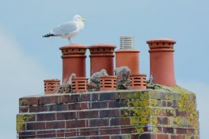 A seagull with its young on chimney pots