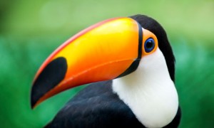 A terrifying toucan