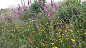 Alex Morgan Wild flowers on the Wales Coast Path