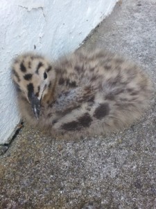 Baby seagull awaiting return to its nest