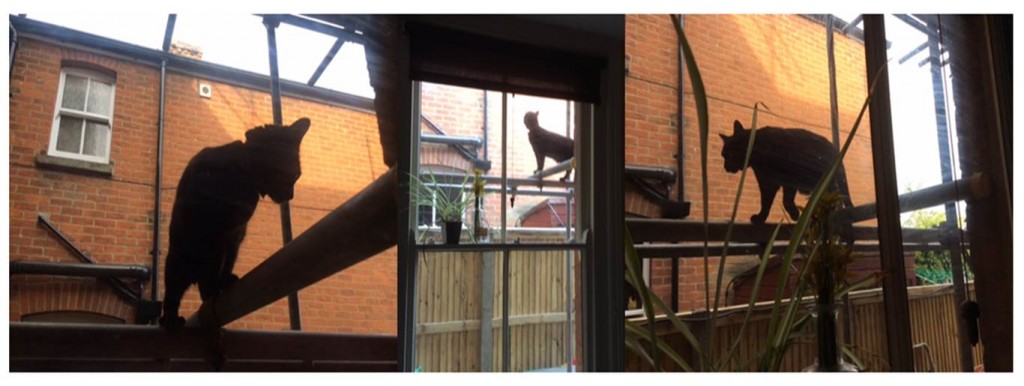 Cat on scaffolding