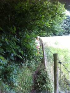 Irene squeezing along an overgrown football