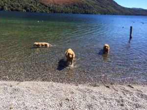 The dogs have a swim