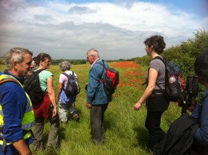 Walkers admiring poppies in a field