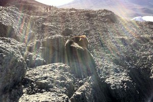 Dog spotted at the top of Kilimanjaro