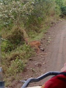 A shy bushbuck checked us out